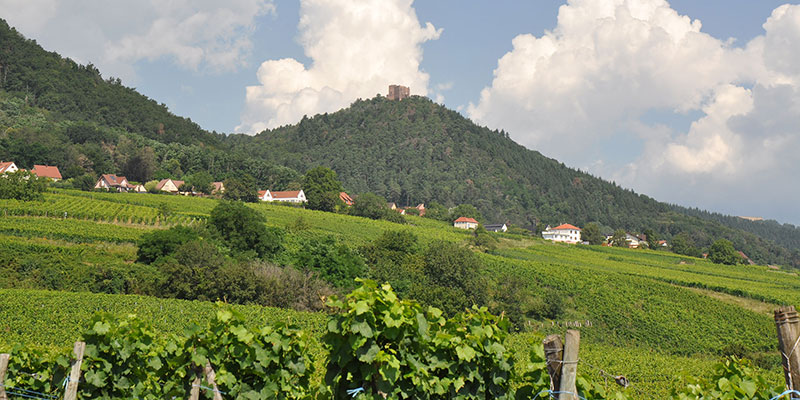 route des vins d'alsace colmar